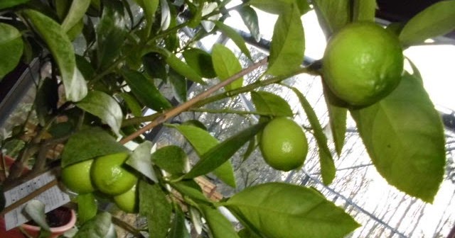 Den Zitronenbaum Uberwintern Im Wohnzimmer So Kann Es Funktionieren