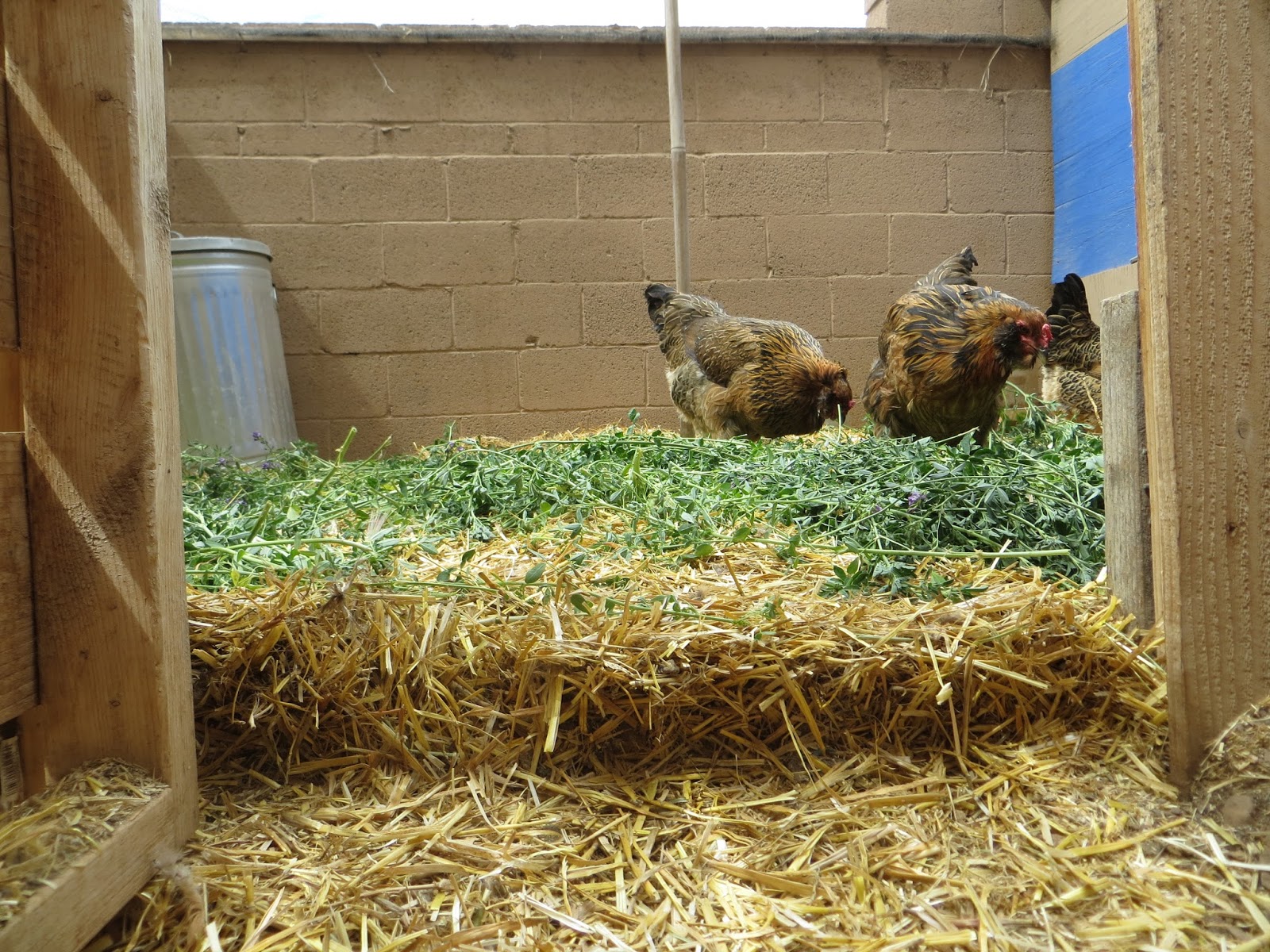 Sky Minded & Ever Growing How Much Space Does a Chicken Need, Anyway?