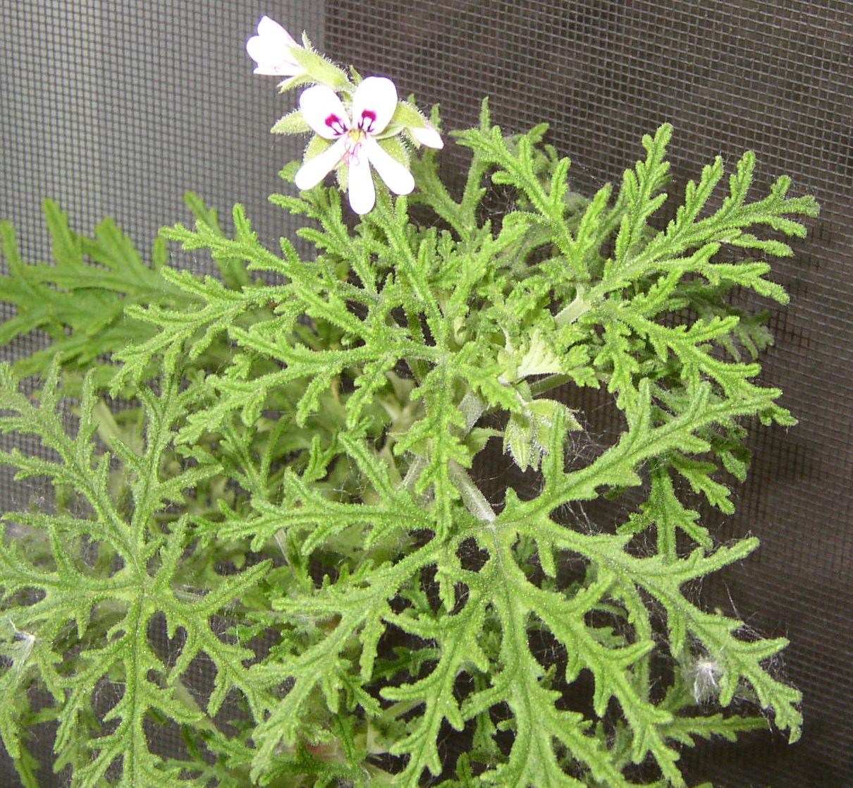 Backyard Patch Herbal Blog Scented Geranium Herb of the Week