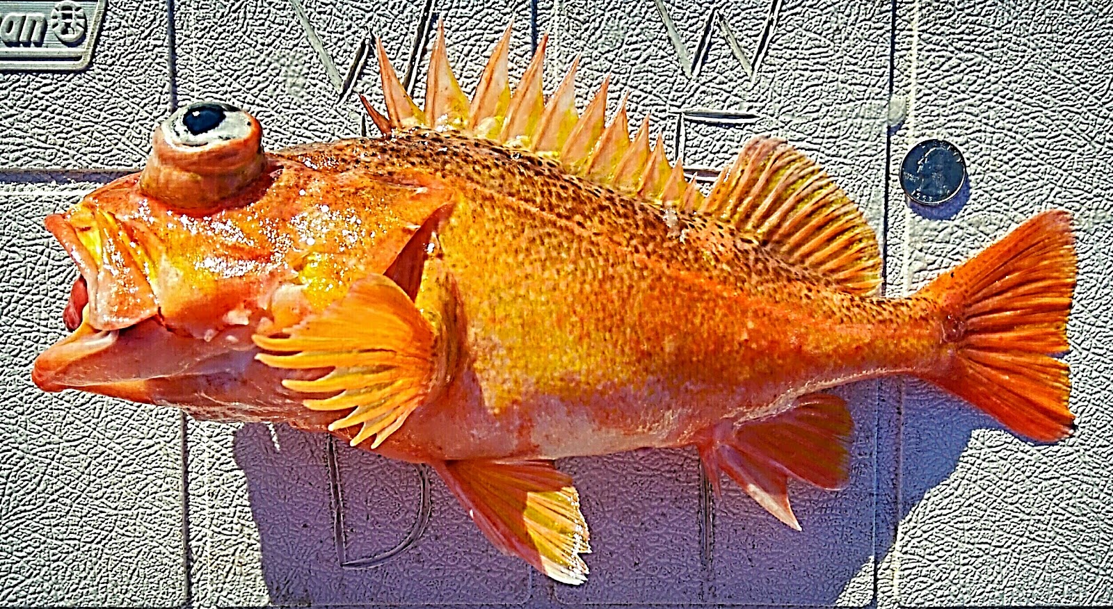 Wild West Commercial Fishing Local Seafood, San Diego, California