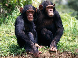 Ape Animal Pictures