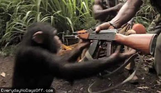 Ape-Shoots-AK-47.jpg
