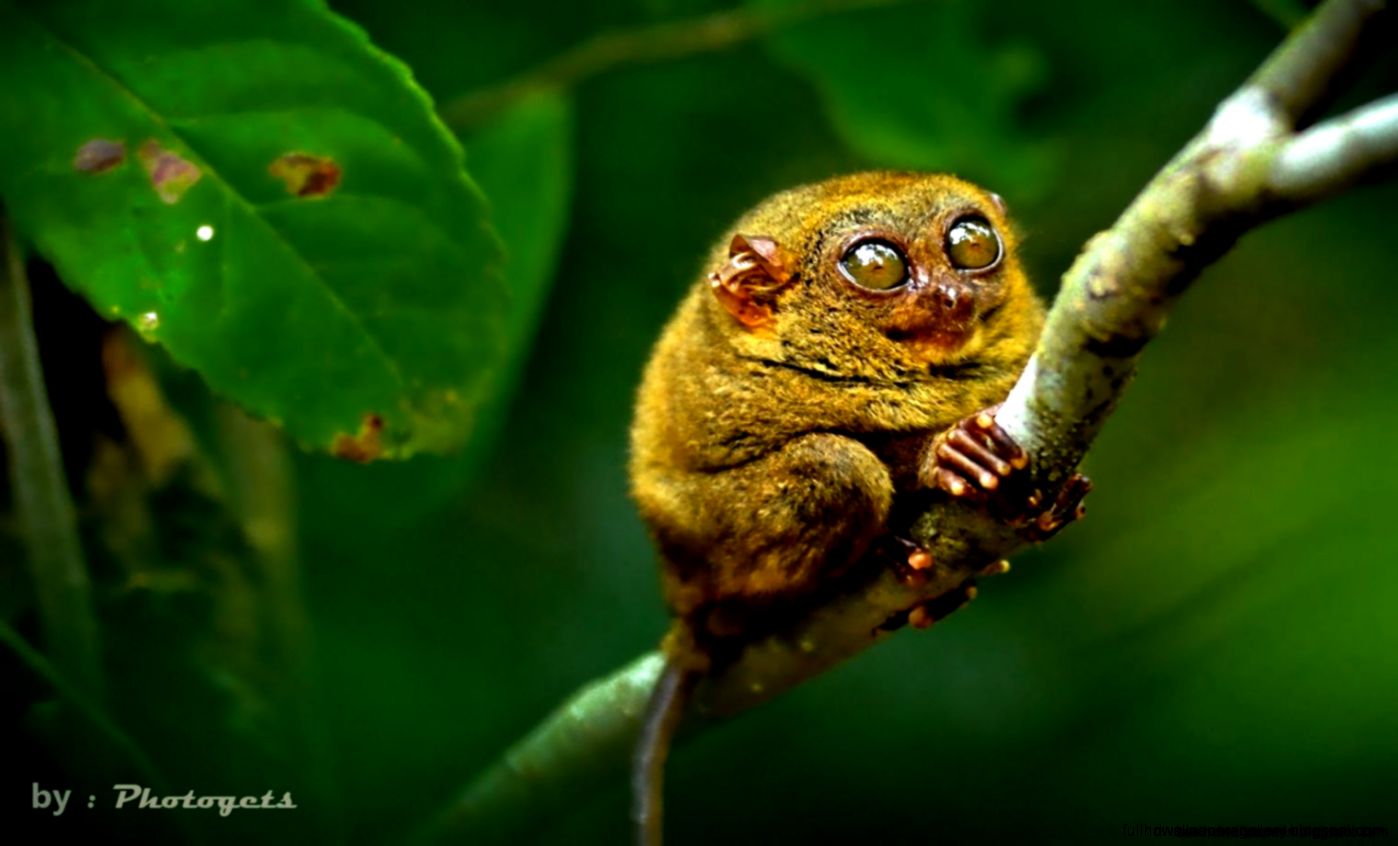 Macro Photography Animals Wallpaper Hd 1080P Best HD Wallpapers Macro Photography Animals Wallpaper Hd 1080P Best HD Wallpapers