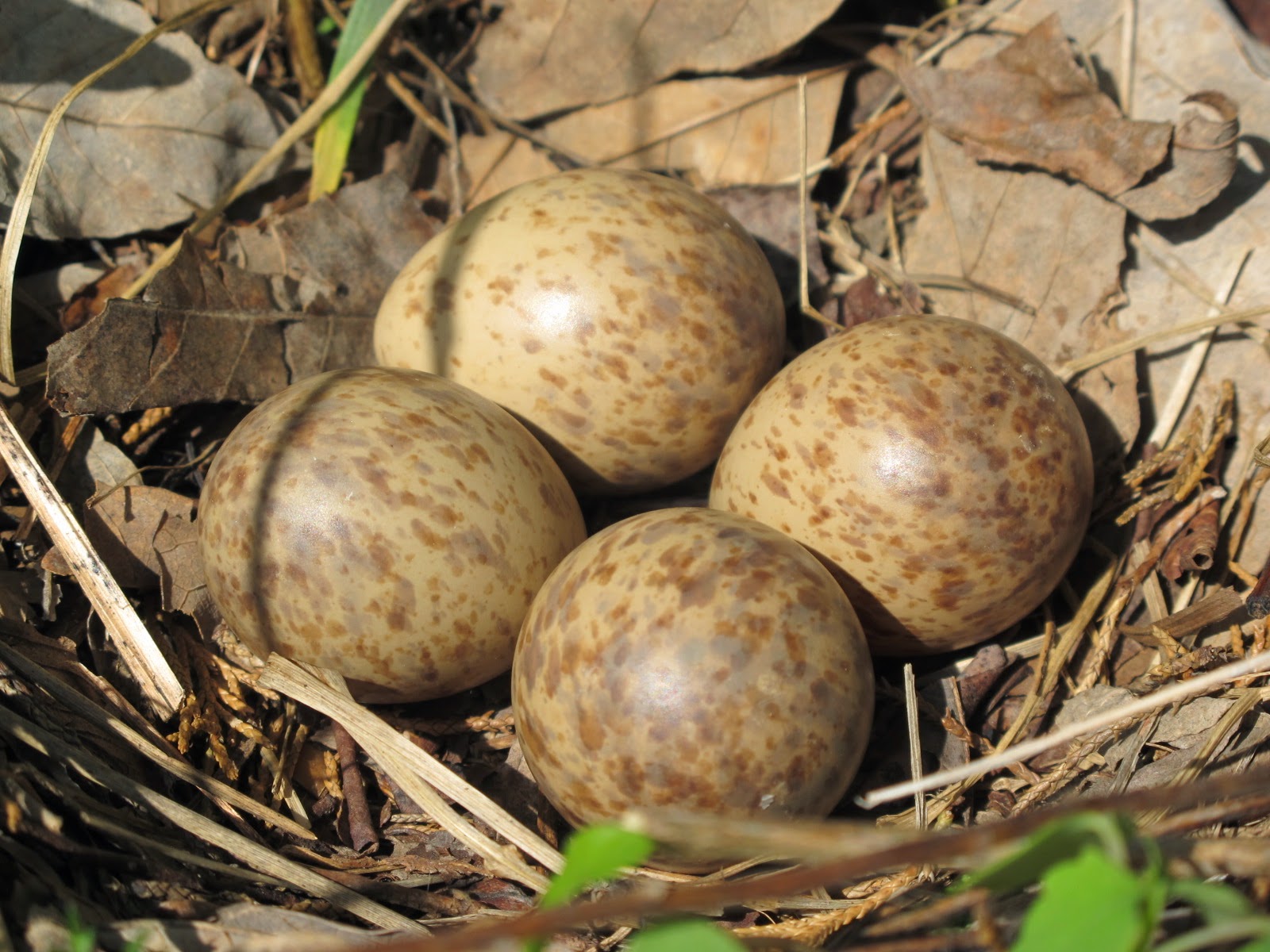 Blue Jay Barrens Woodcock Eggs