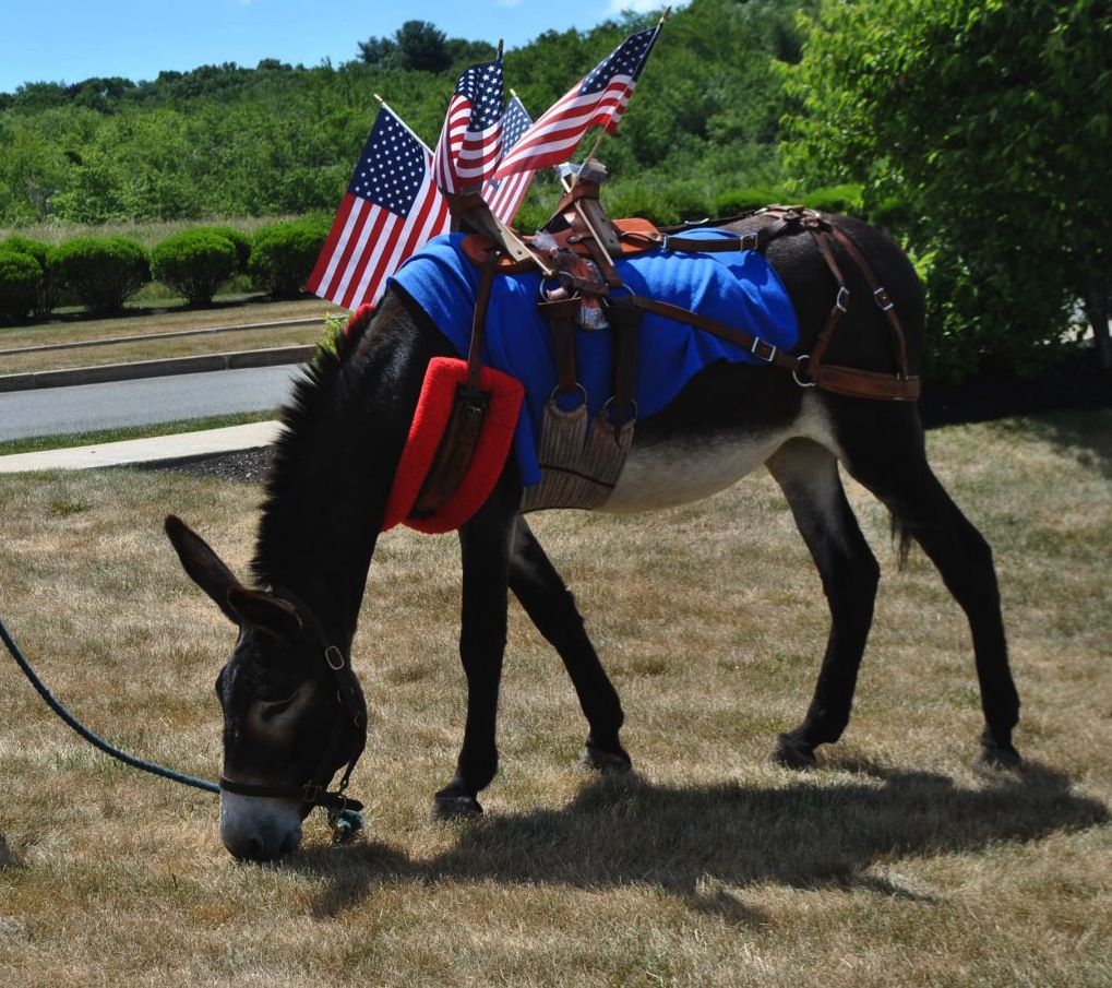 Outdoor Travel Blog Sharing Travel, Imagination, Culture and Places Great Danes Service Dog