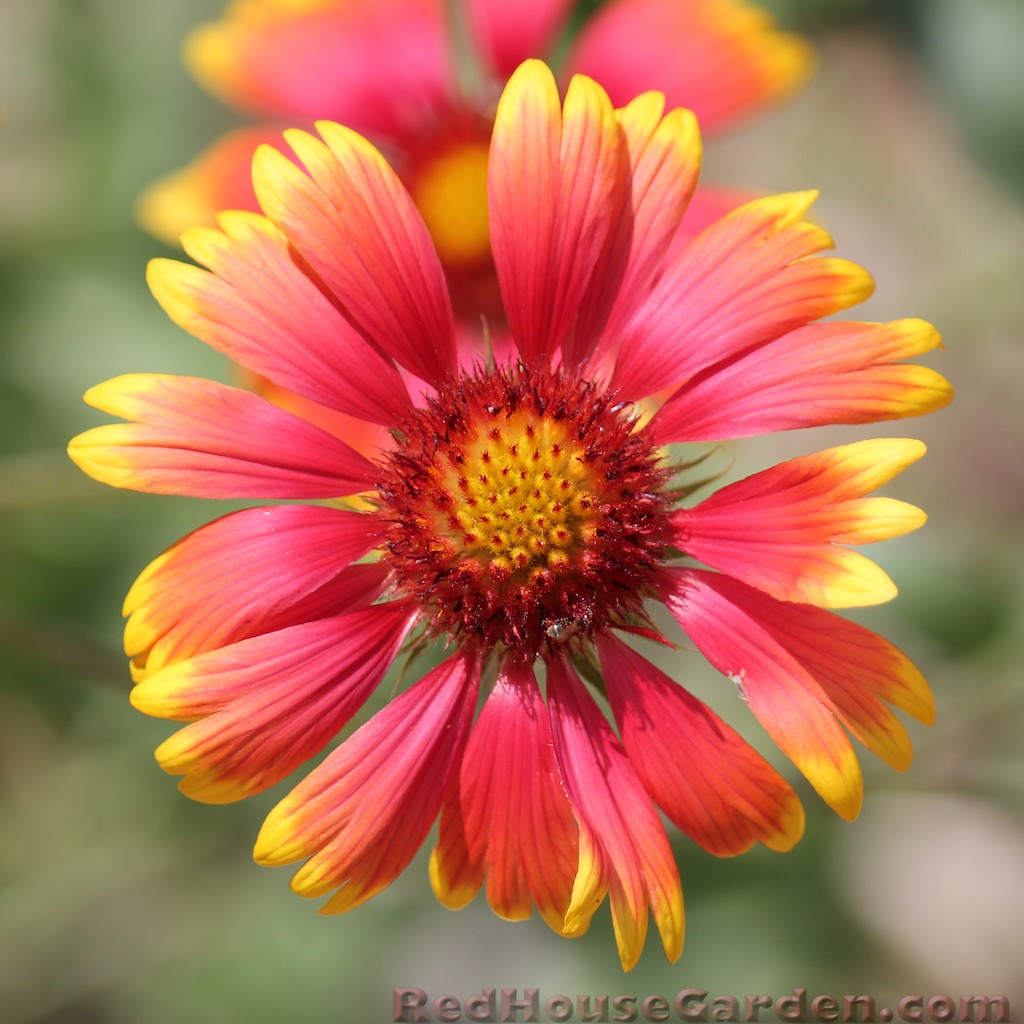 Red House Garden Problem with Blanket Flowers