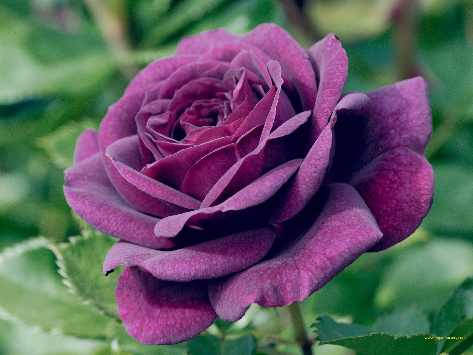 Purple+Rose.jpg