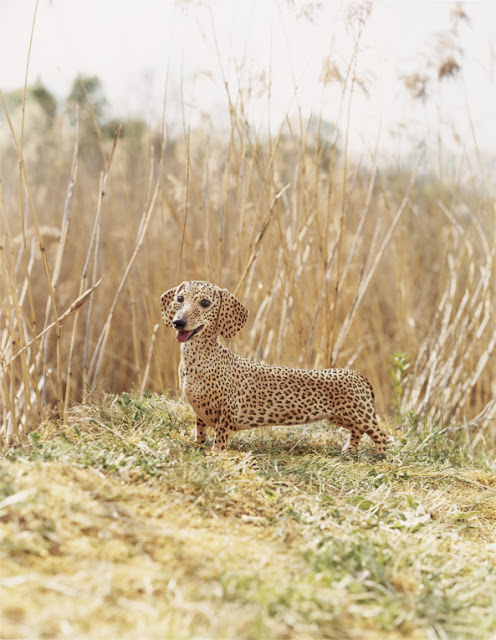 The Long and Short of it All: A Dachshund Dog News Magazine: The Fastest  Animal On The Planet