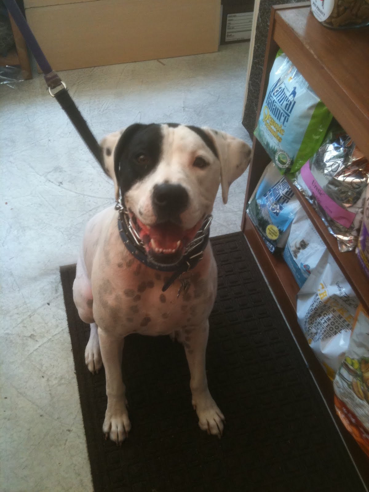 DOGS OF DOWNTOWN Art Pitbull/English Pointer mix