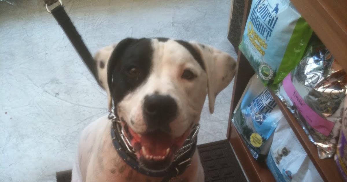 DOGS OF DOWNTOWN: Art - Pitbull/English Pointer mix
