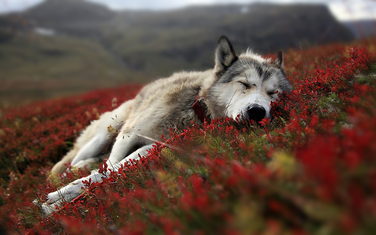 hd wolves
