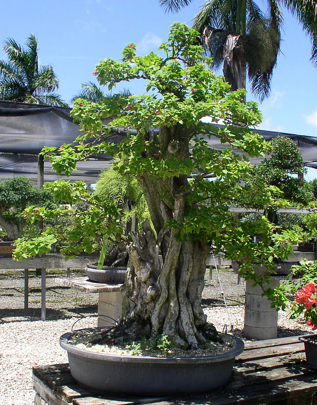 Florida Flowers and Gardens The Bonsai Garden at Miami Tropical Bonsai