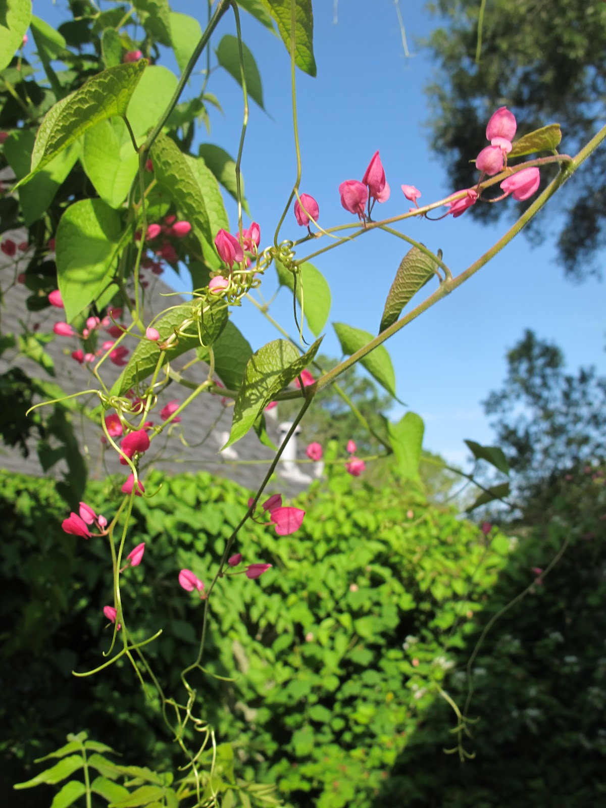 coral vine houston