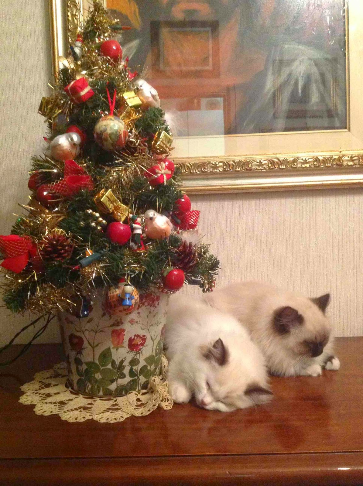 Un Pisolino Sotto L Albero Di Natale