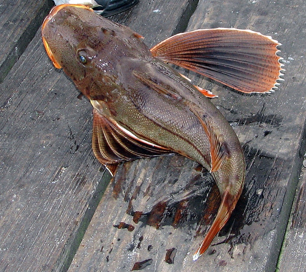 IT IS TIME TO GIVE ANOTHER TRASH FISH ITS DUE! Captain