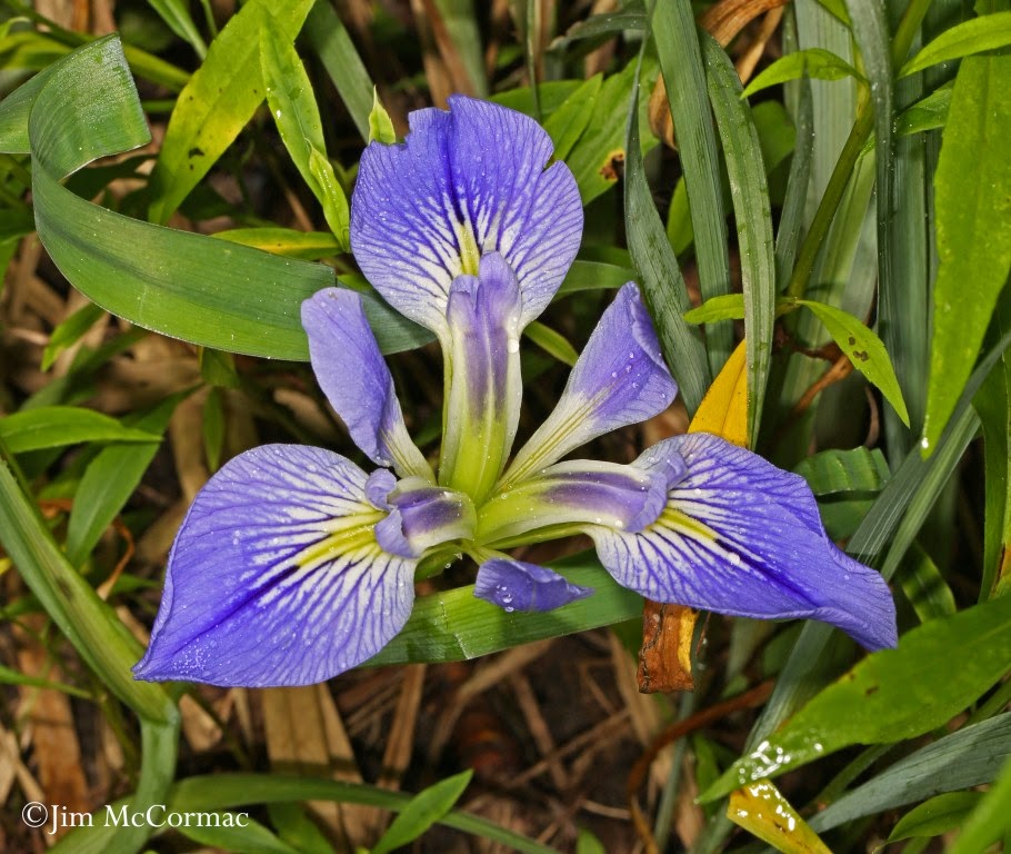 Ohio Birds and Biodiversity A wild iris