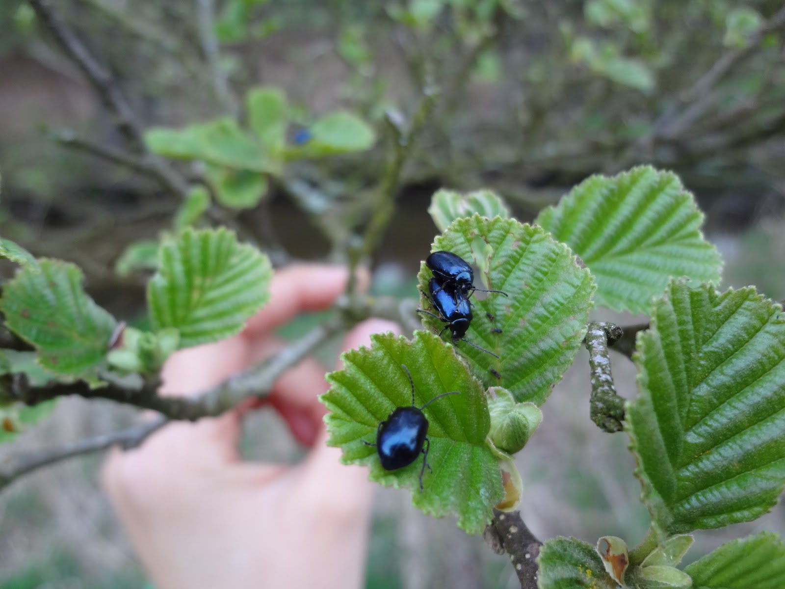 fly fish shop near me