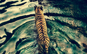 Tiger Widescreen HD Wallpaper