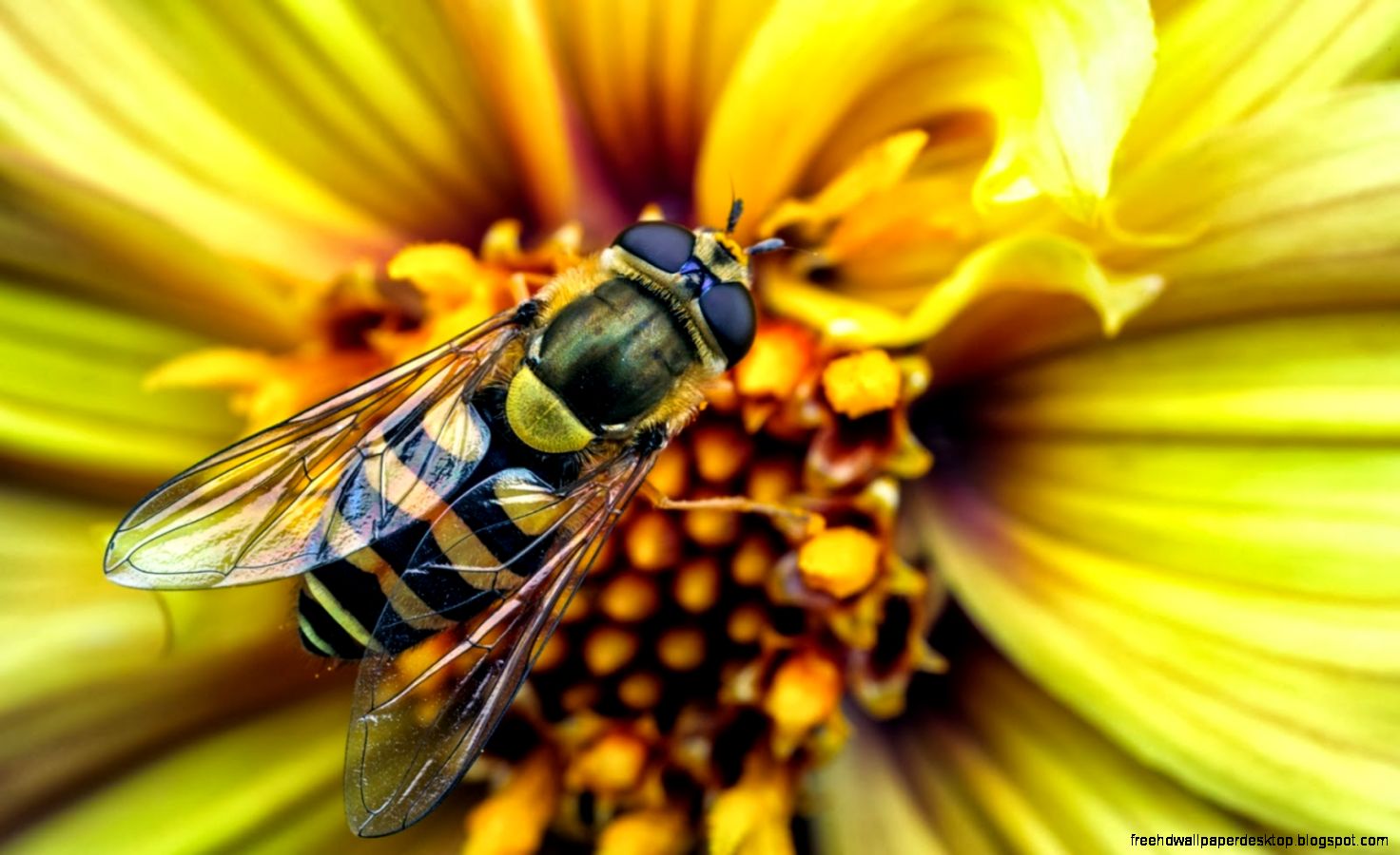 Yellow Wasps Insects Yellow Wasps Insects