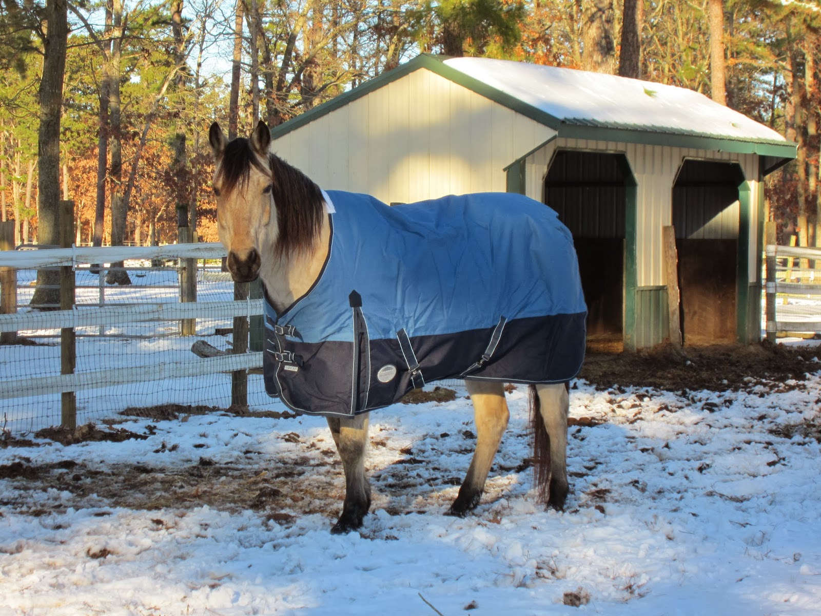 Memoirs of a Horse Girl Backup Blanket