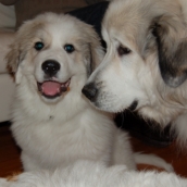 Colorado Great Pyrenees Rescue Community: Great Pyrenees Coat Colors