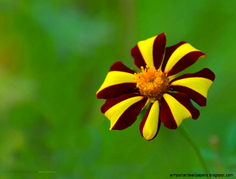 flowers hd wallpapers flowers hd wallpapers