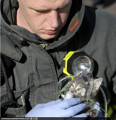  fireman rescues cat 