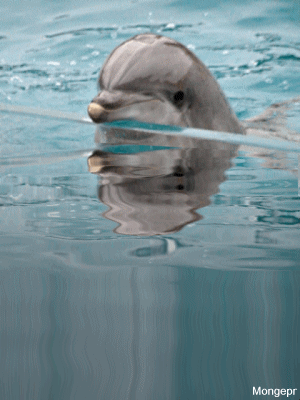 Los delfines deben ser libres. No al cautiverio de estos extraordinarios seres vivos.