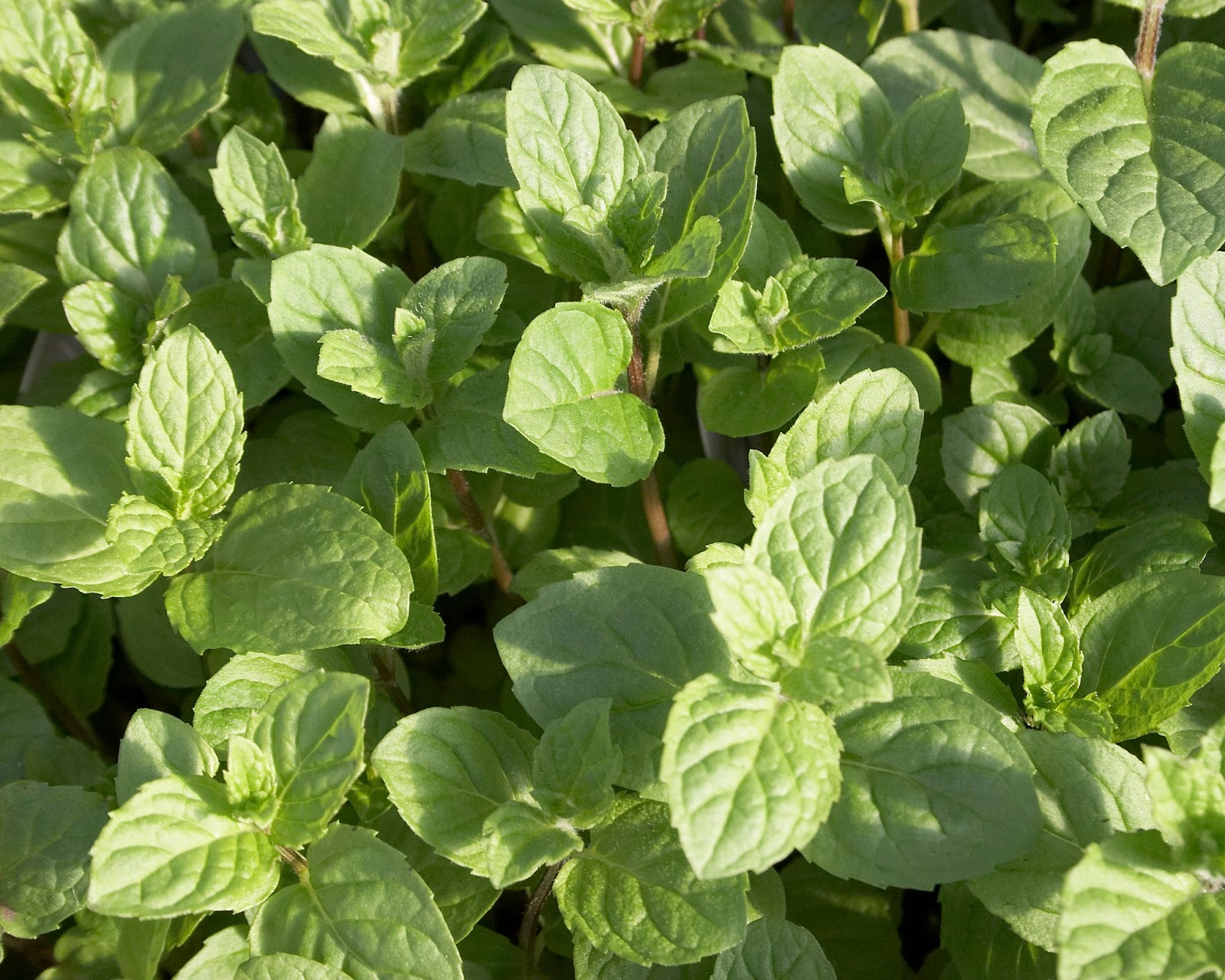 Naomi�s Garden Six Hundred Kinds of Mint