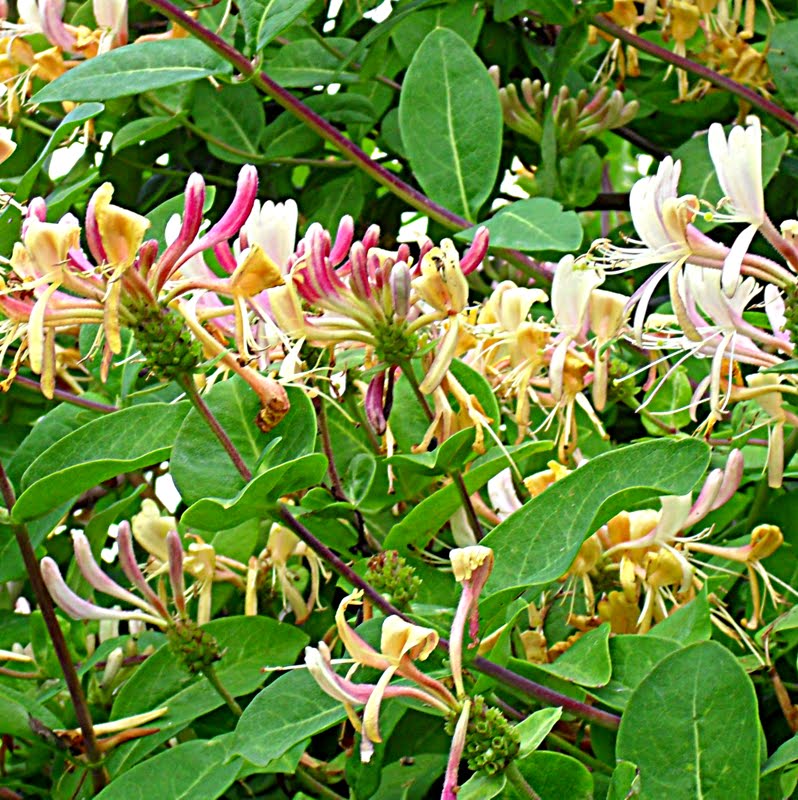 T h e R o s e b a n k D i a r i e s The Scented Garden Honeysuckle