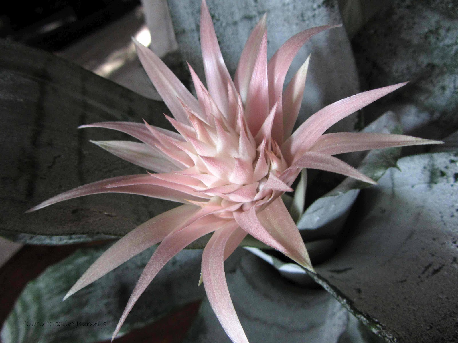 Creative Journeys Silver Vase Bromeliad simply stunning