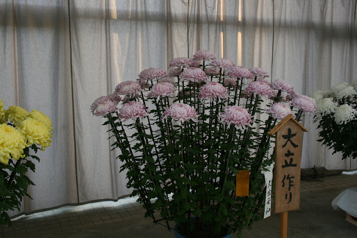 Gold medal : Chrysanthemum Exhibition at Toyama Fairy Tale Forest