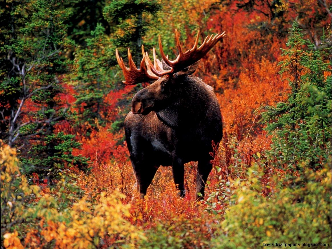 Wildlife Screensavers Downloads Best HD Wallpapers