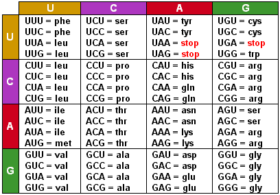 Protein Synthesis Chart