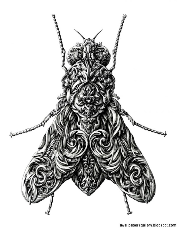 Scientific Insect Drawing Amazing Wallpapers Scientific Insect Drawing Amazing Wallpapers