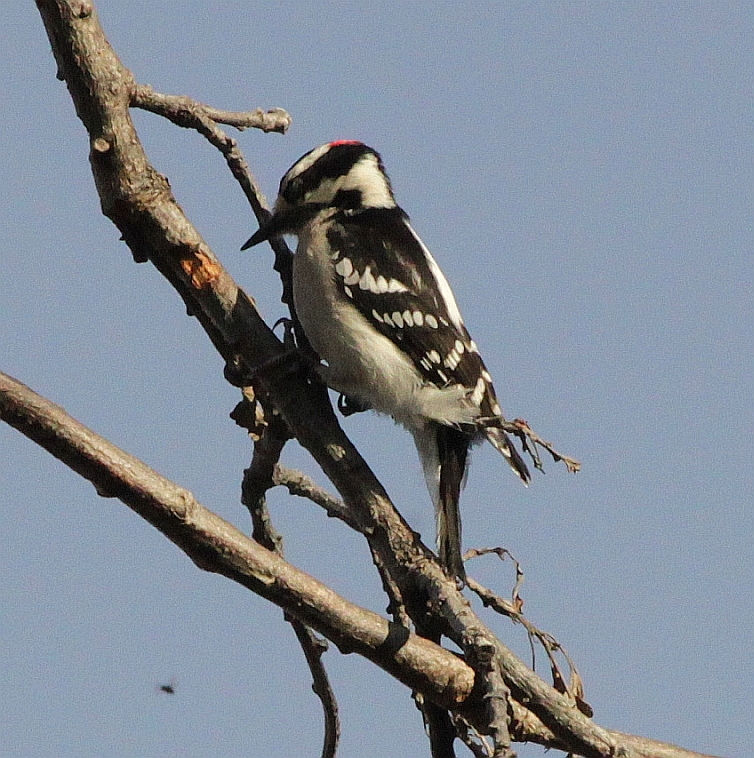 BLUE ROADS AND BOONDOCKING UPPER MIDWEST BIRDS