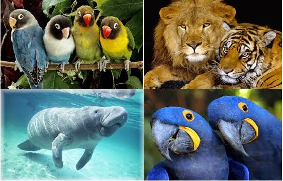 Resultado de imaxes para mamíferos e aves