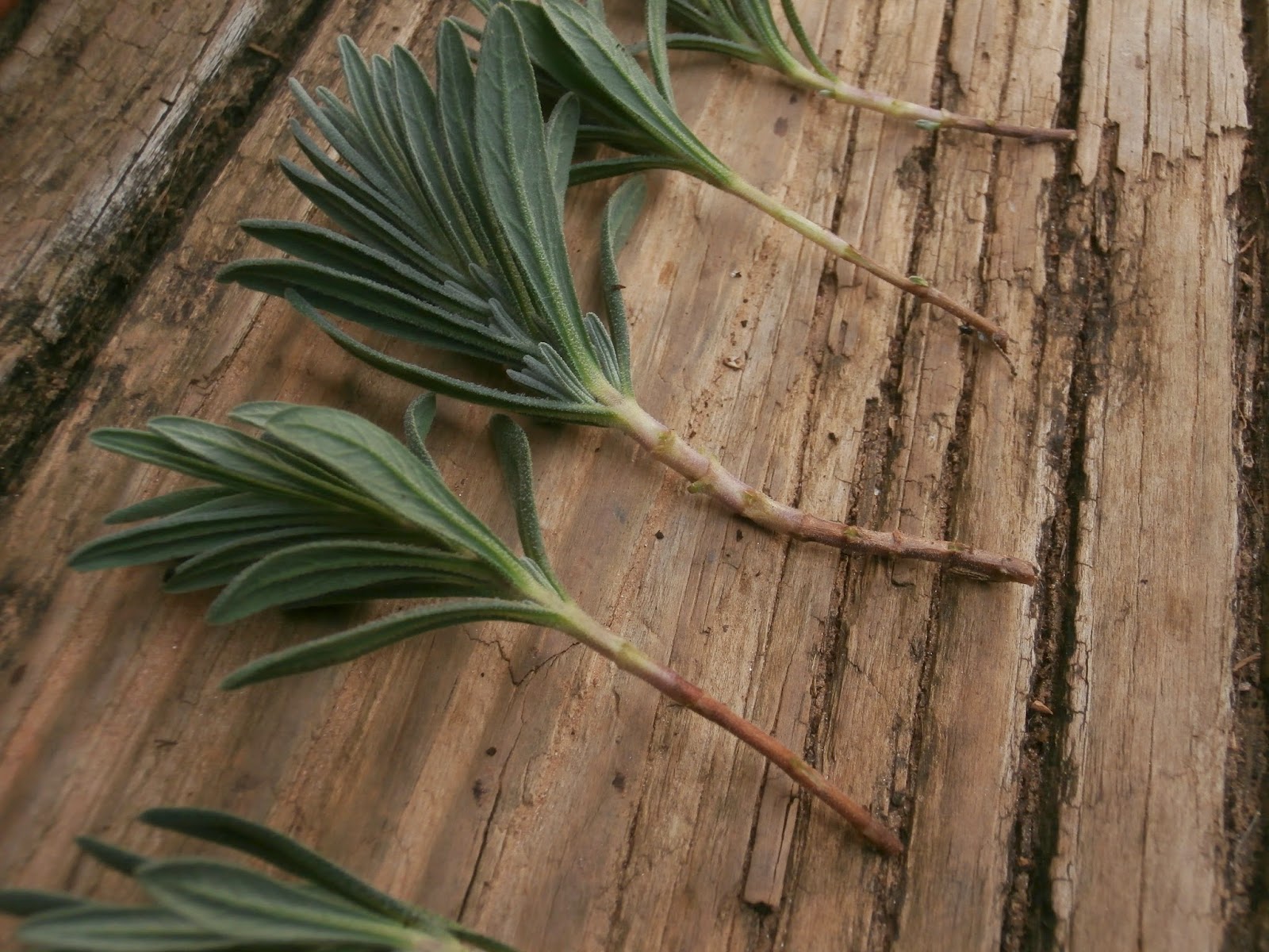 Red Dirt Memories How to Root Lavender