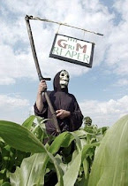 gmo crops