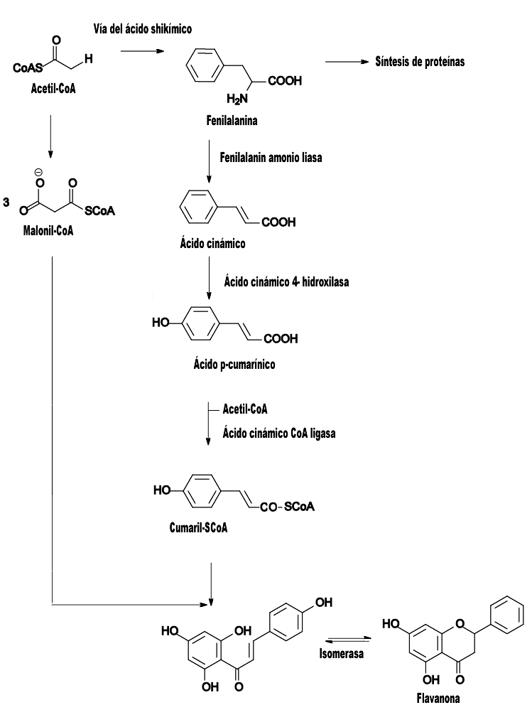 Flavonoid Lengkap Definisi Stuktur Klasifikasi Isolasi Gambar Pharmacy