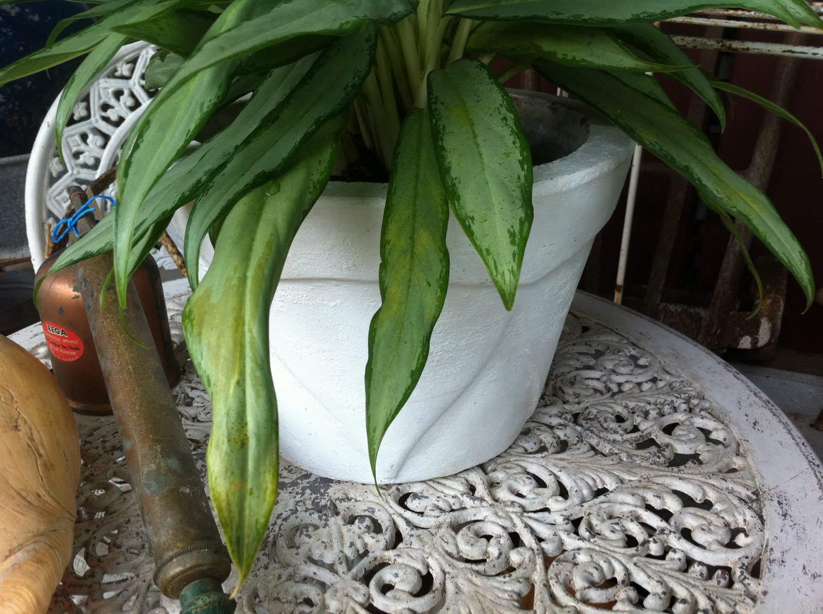 The Old Boathouse We Ve Gone Potty At The Cottage Garden Nursery