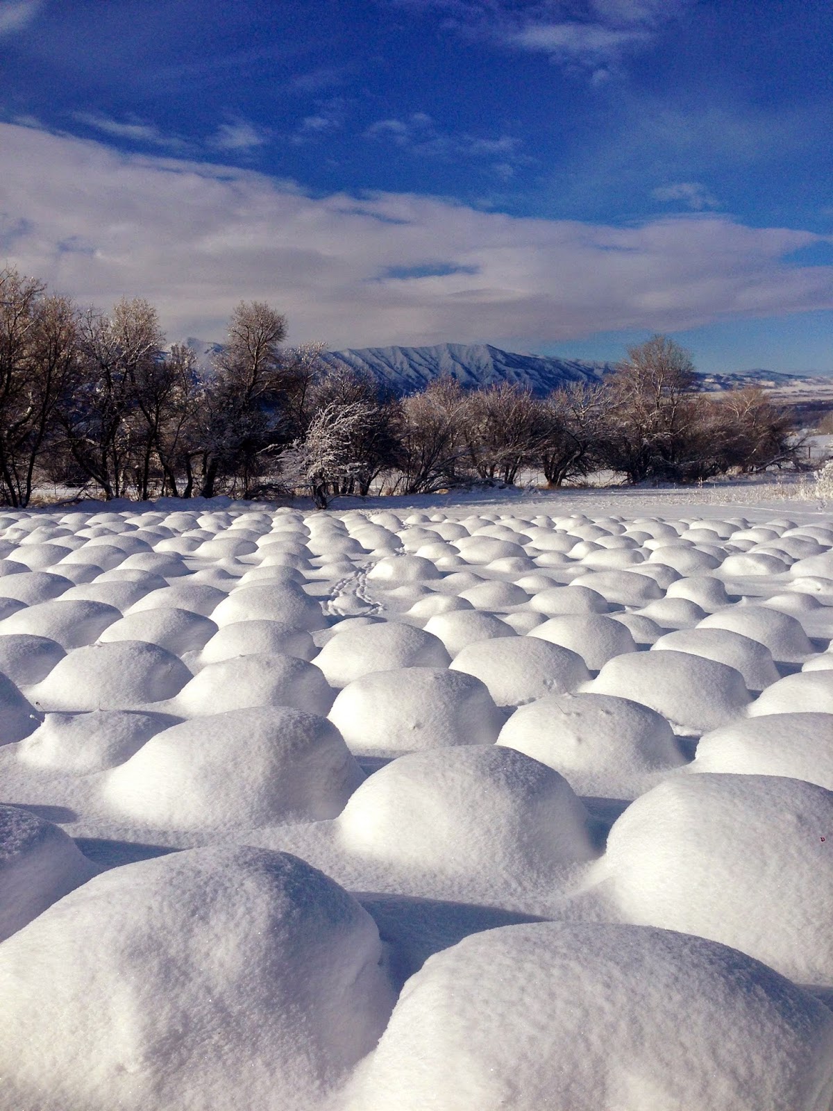 Lavender Winter The Lavender Apple