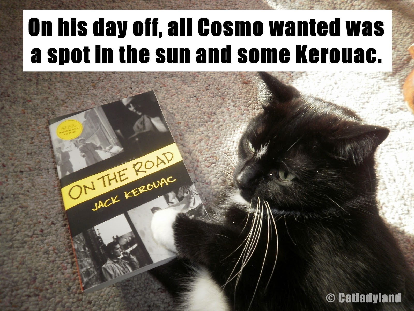 Catladyland Cats are Funny How Cosmo Spends His Day Off