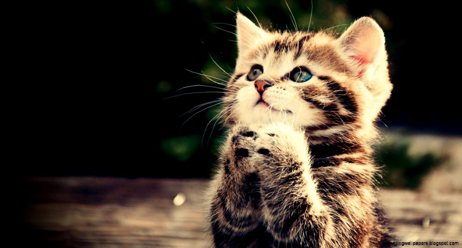 Baby animals on Pinterest Wallpaper Desktop Cute Baby Animals Baby animals on Pinterest Wallpaper Desktop Cute Baby Animals