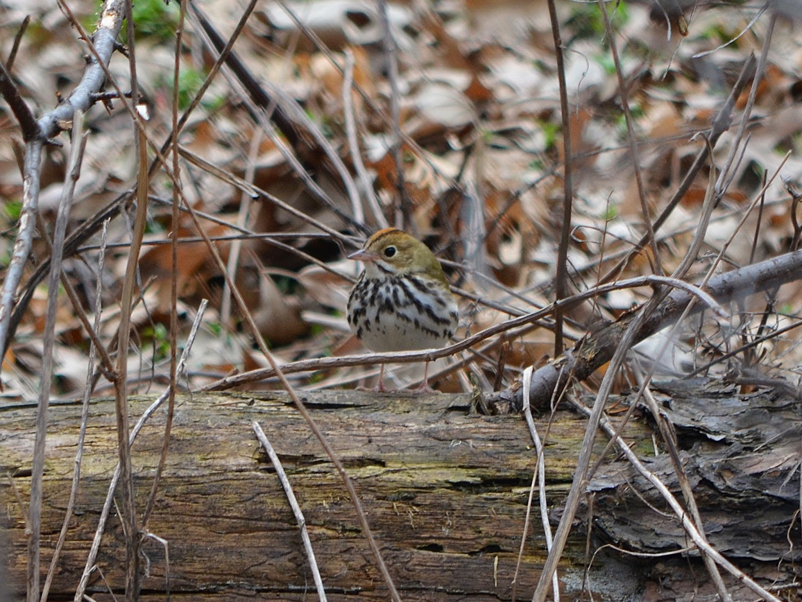PALMER LAKE PARK NATURE BLOG •
