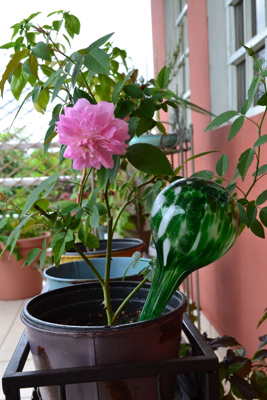 Container Gardening in Puerto Rico Roses are red...