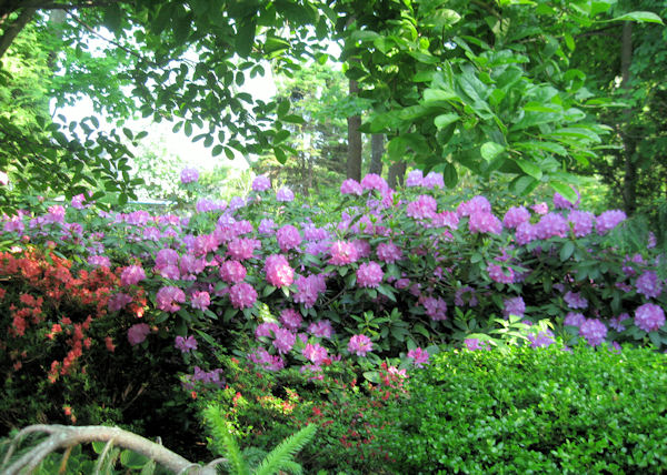A Meek Perspective Rhododendron Bush