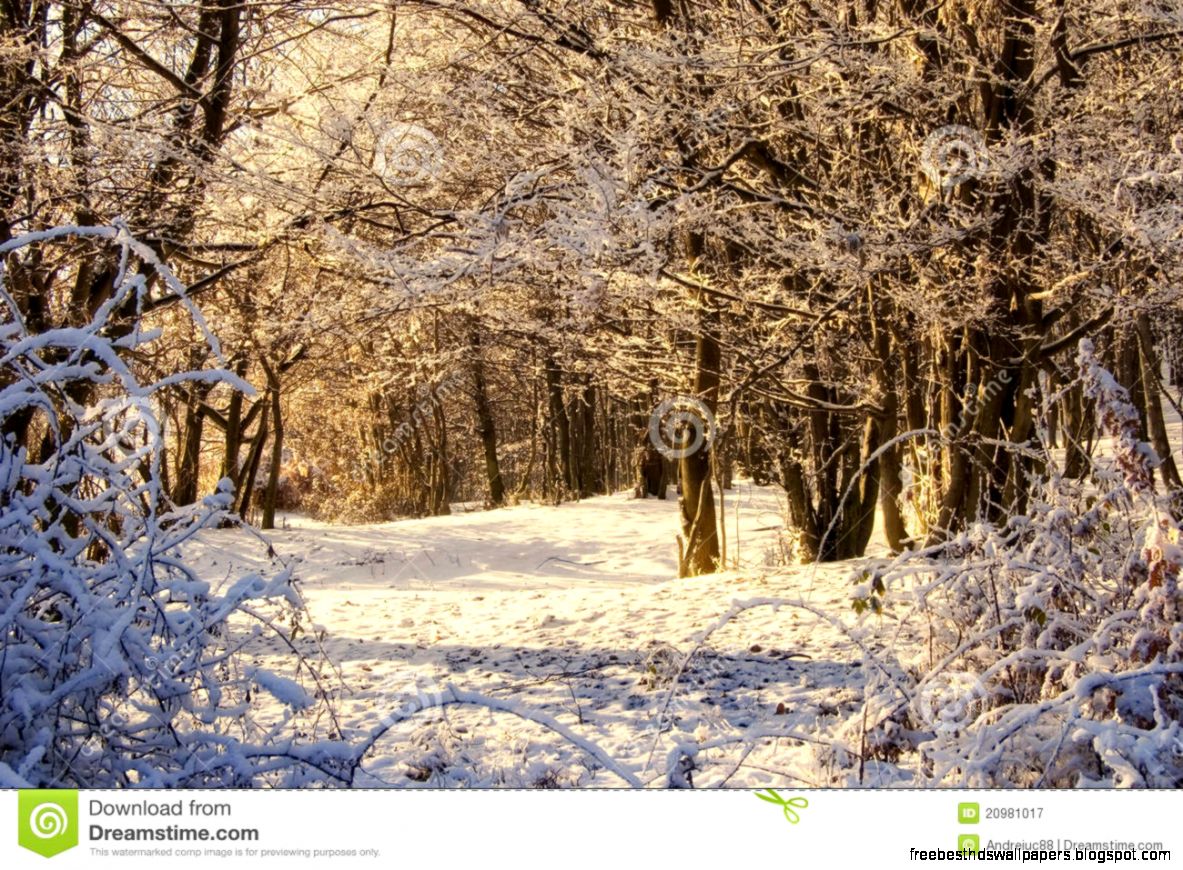 Morning Light On A Winter Scene In The Forest Royalty Free Stock Morning Light On A Winter Scene In The Forest Royalty Free Stock