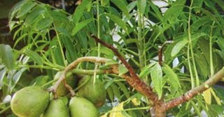 Manfaat Obat Kedondong Untuk Batuk Dan Mencret ~ KHASIAT DAN MANFAAT