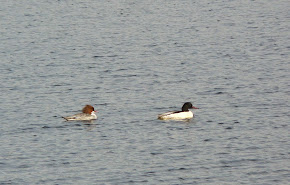 Goosanders